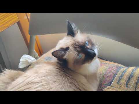 Skyler vs Wild Life #skyler #cat #catvideos #cathunting