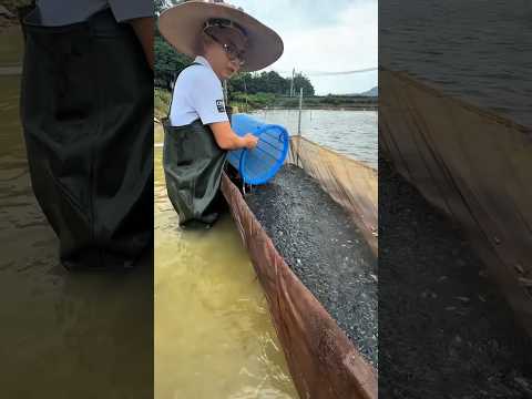 Small Fish Transfer Process