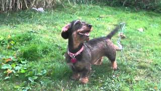 preview picture of video 'Belle, the wirehaired dacshund at play.'