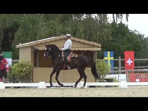 World Championship Working Equitation 2022 in les Herbiers dressage test Filipe Gilberto on ZINQUE