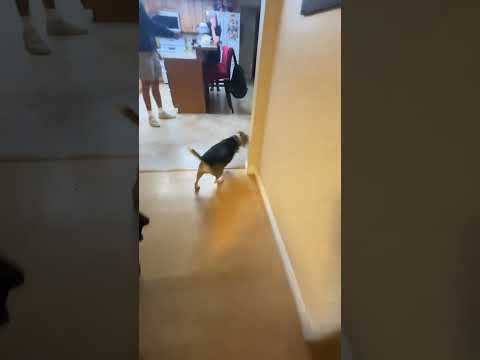 @jaxhole.thebeagle: Do not worry, he got his treat and some love after this 😂😭