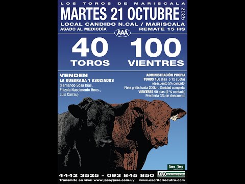 21/10/2025  Toros en Mariscala (Cabaña) - Escritorio Dutra / Local Candido N. Cal - Lavalleja