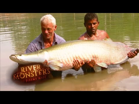 catching a giant arapaima river monsters