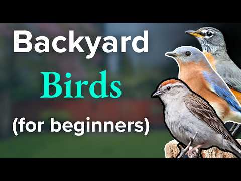 Easy Beginner Guide to Identifying Backyard Birds