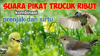 Download lagu Suara Pikat Trucuk Ribut Kombinasi Prenjak Starter Dan Sirtu Nyiul mp3 Download lagu Suara Pikat Trucuk Ribut Kombinasi Prenjak Starter Dan Sirtu Nyiul mp3
