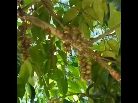 Different Variety of Lansones and Rambutan/Daming bunga