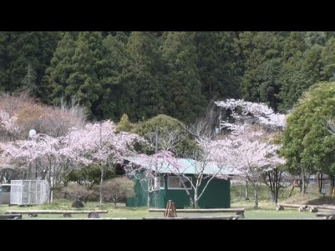YouTube Video 静岡・掛川市のキャンプ場「ならここの里」　ソメイヨシノが見頃を迎える