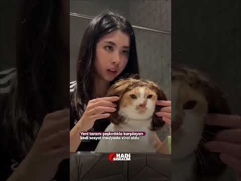 Yeni Tarzına Şaşıran Kedi Viral Oldu #sondakika #gündem #haber #kedi #cat #animals #animallovers