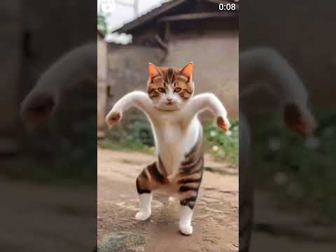 cat dance