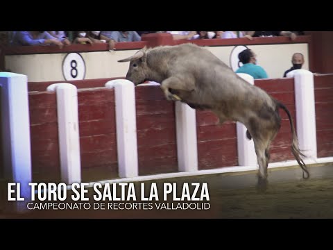 El Toro Bravo se Salta la Plaza Campeonato de Recortes Valladolid 2021