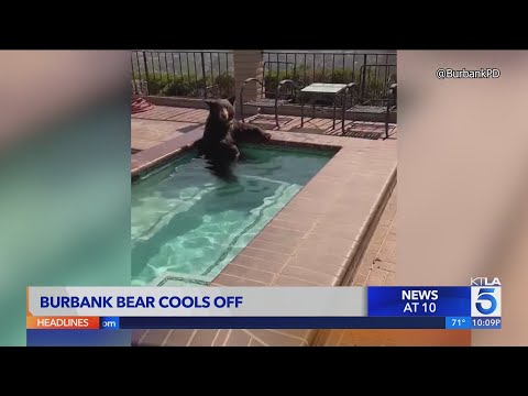 Bear Takes a Dip in Homeowner's Hot Tub, Causing a Commotion in a Burbank Neighborhood