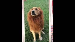 Golden Retriever Playing In Lion Costume