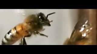 Slow motion of honeybee foot waggling in flight