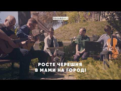 росте черешня в мами на городі