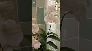 White orchid flower sink corner bathroom.#luxurymoderntravel  @luxurymoderntravel