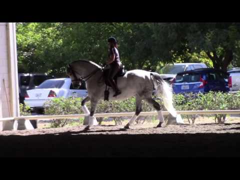 SOLD:  OFICIAL Imported FEI PRE Gelding