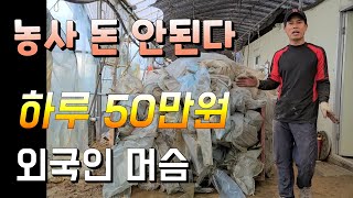 하루 일당 50만원 농사로 돈 안된다  농부는 외국인 머슴 비닐하우스 10동 교체 작업