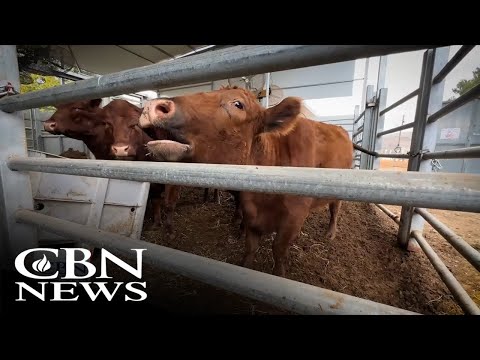 'Prophetically Significant': Red Heifers Attract World Attention