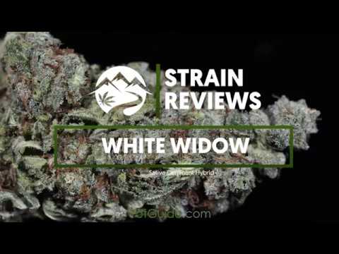 Strain Profile: White Widow