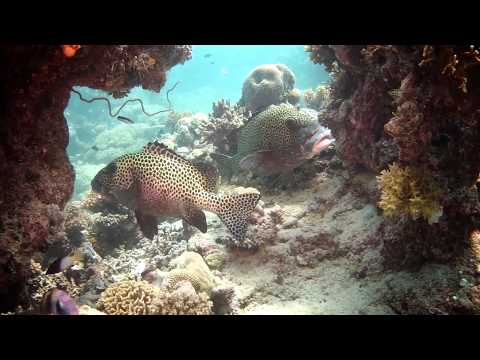 Diving The Great Barrier Reef Cairns Australia