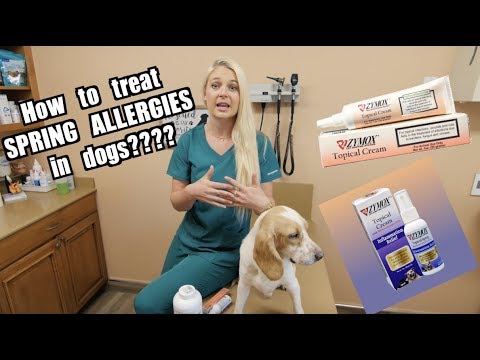 How To Treat Spring Allergies in dogs? | Zymox products
