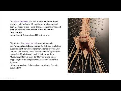 Plexus brachialis und Plexus lumbosacralis