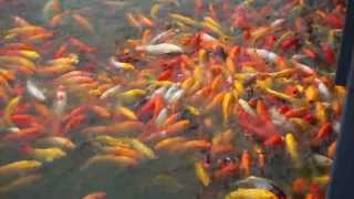 preview picture of video 'The voracious koi fishes at Nuvali, Sta. Rosa, Laguna, Philippines'