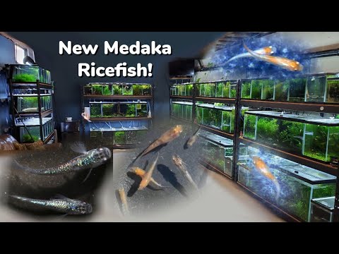 Big Medaka Ricefish Unboxing! New Rare Strains In The Fish Room