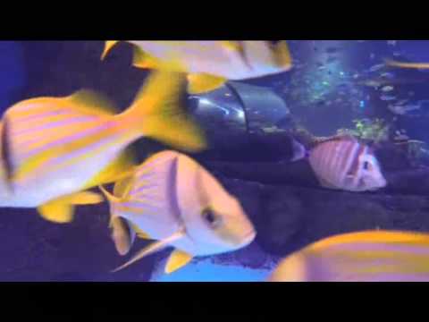 SEA LIFE Manchester - Customer Success Story