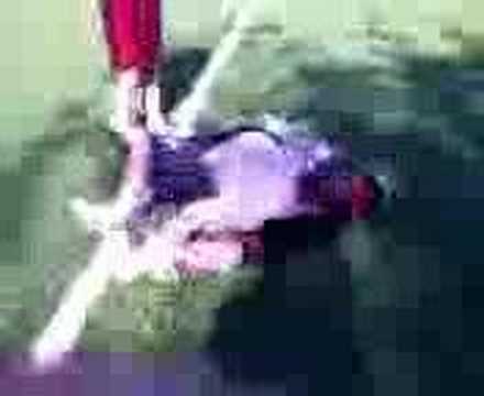 homos wrestling part 3