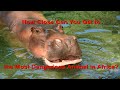 Disney World Wild Africa Trek At Animal Kingdom All Parts