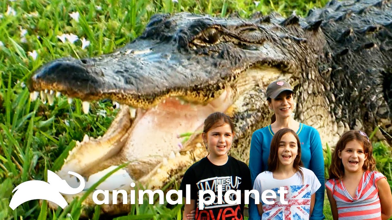 Family Saved From Giant Gator | Gator Boys | Animal Planet