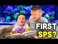 TSA S Top 10 Beginner SPS Corals