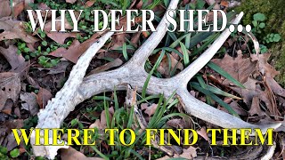 Why Deer Shed Antlers and 3 places to look for them