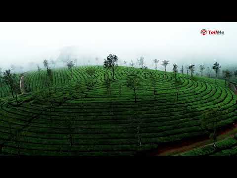 Explore the beauty of Kerala through its tea estates, showcasing, must-visit places in India.