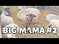 There S A NEW Big Mama In TOWN 39 LAMBS IN ONE DAY Summer Lambing 2021 Vlog 459