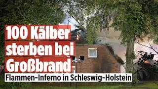 FEUER-DRAMA: Hunderte Kälber sterben bei Brand in Schleswig-Holstein