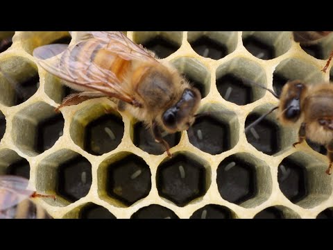 Double Screen Boards | Pros & Cons