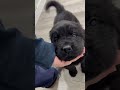 Newfoundland dogs for sale: Dexter - Video 1