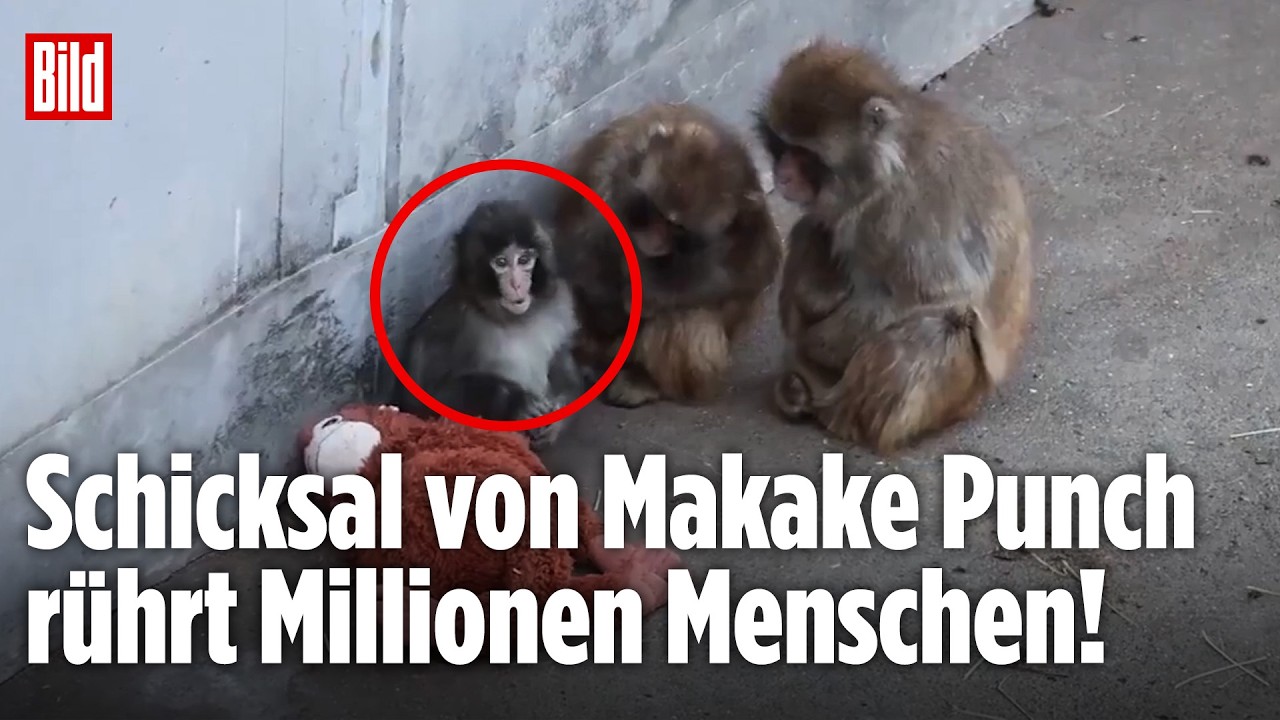 BABY-MAKAKE PUNCH: Verstoßenes Äffchen aus Japan erobert Herzen im Sturm!