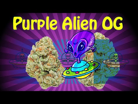 Purple Alien OG Strain Review | RiverRock