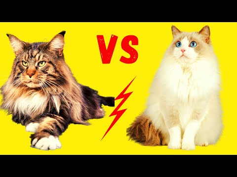 Maine Coon-Katze oder Ragdoll - Unterschiede und Gemeinsamkeiten