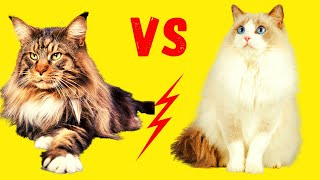 Maine Coon-Katze oder Ragdoll - Unterschiede und Gemeinsamkeiten