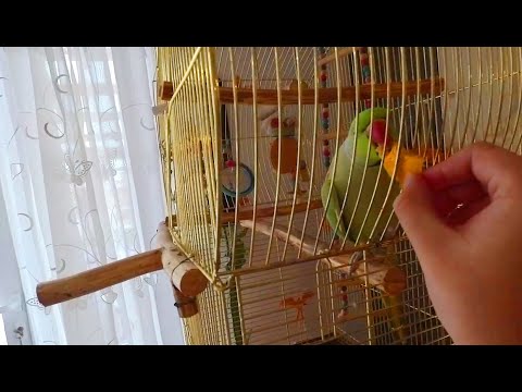 Попугай Гриша ест тыкву / Parrot Grisha eats a pumpkin