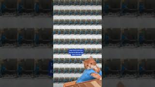 Download lagu Kucing Ku Belang Tiga - Artis Cilik Psp mp3