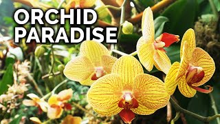 Secret Orchid Care Tips from a Master Orchid Grower