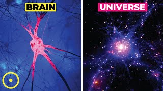 Why Does the Brain Resemble the Universe?