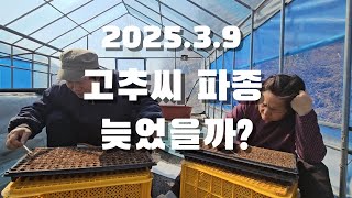25.3.9. 고추씨 파종 늦었을까? 고추육묘. 고추농사