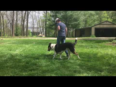 TEAM 4-2 Heeling PASS Ruckus
