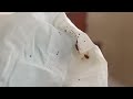 Corners of Bed Sheets Full of Bed Bugs in Aberdeen, NJ
